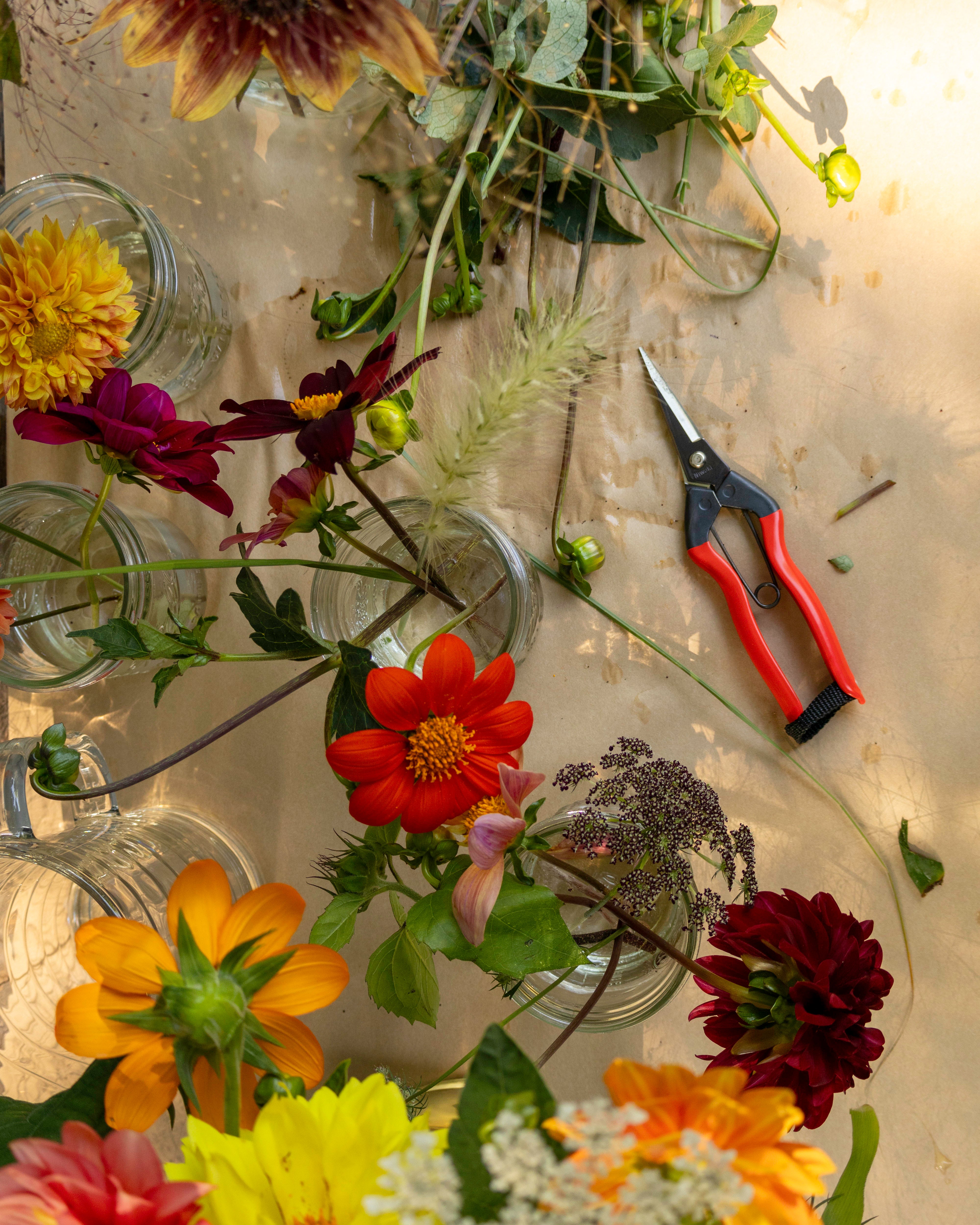 Garden Snips